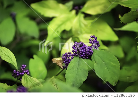 Komurasaki 樹與紫色果實 132965180