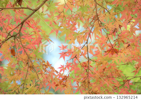 改變葉子的Momiji 改變葉子的Momiji 132965214