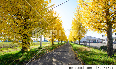 秋田縣一排銀杏樹開始變色，令人賞心悅目 132965343