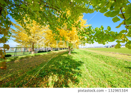 秋田縣，藍天白雲，成排的銀杏樹開始變色。 132965384