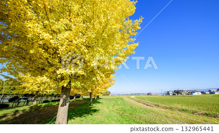 Blue sky and ginkgo trees, Akita Prefecture Blue sky and ginkgo trees, Akita Prefecture 132965441