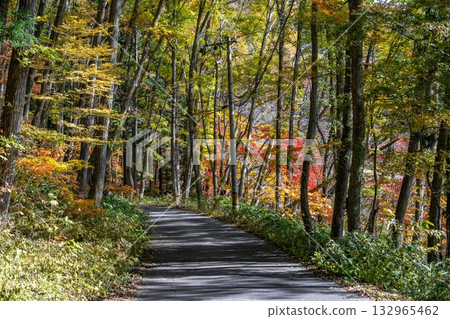 Autumn foliage forest along Lake Aoki 132965462