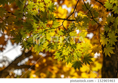 Momiji who changed leaves 132965463