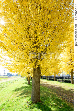 Ginkgo trees basking in the refreshing sunlight, Akita Prefecture Ginkgo trees basking in the refreshing sunlight, Akita Prefecture 132965466