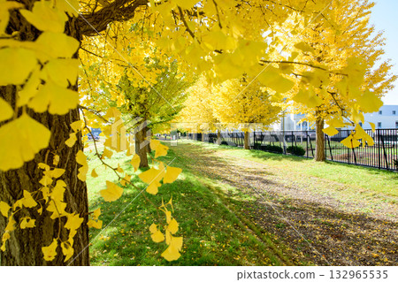 陽光明媚，銀杏樹開始變色，秋田縣 132965535