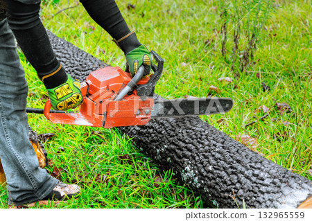 Individual operates chainsaw on burned log in grassy landscape, post fire recovery efforts. 132965559