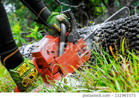 Individual uses chainsaw to fell large tree in lush green forest, surrounded by grass, foliage. Individual uses chainsaw to fell large tree in lush green forest, surrounded by grass, foliage. 132965573