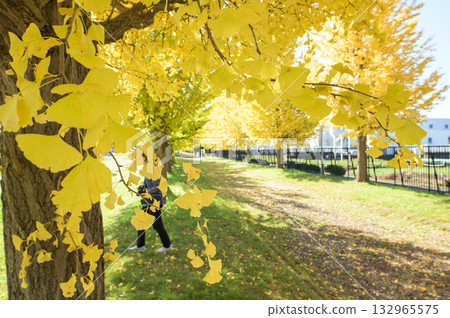 Refreshing sunlight and rows of ginkgo trees beginning to change color, Akita Prefecture Refreshing sunlight and rows of ginkgo trees beginning to change color, Akita Prefecture 132965575