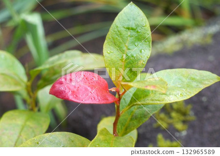 The red leaves stand out in the captivating autumn. 132965589