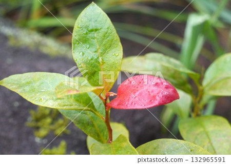 The red leaves stand out in the captivating autumn. The red leaves stand out in the captivating autumn. 132965591