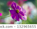 Cosmos getting wet in morning dew 132965655
