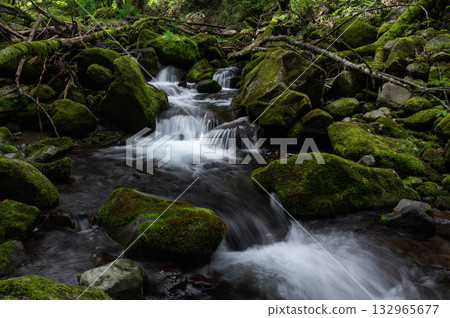 一條長滿青苔的溪流蜿蜒流經亞高山森林。 一條長滿青苔的溪流蜿蜒流經亞高山森林。 132965677