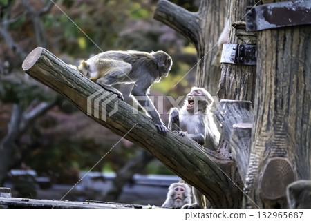 Fighting rhesus monkeys Fighting rhesus monkeys 132965687