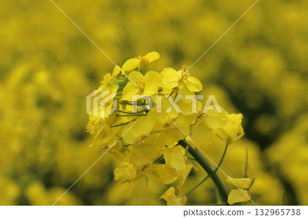 Rapeseed field 132965738
