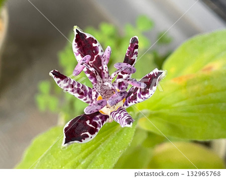 小杜鵑鮮豔的紫色花朵預示著秋天的到來。 小杜鵑鮮豔的紫色花朵預示著秋天的到來。 132965768