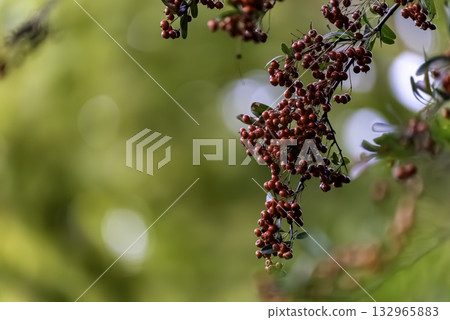 火棘 火棘 132965883