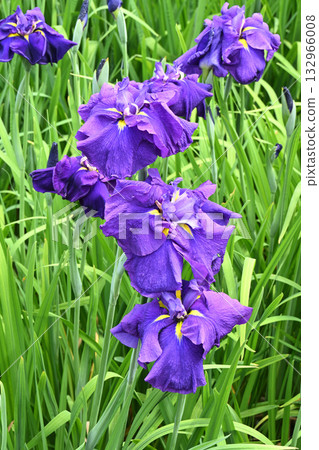 Chihaya Castle and Iris Chihaya Castle and Iris 132966008