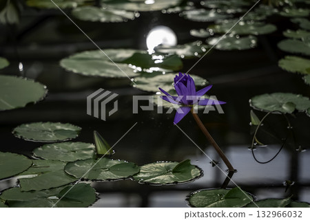 漂浮在水的蓮花 漂浮在水的蓮花 132966032