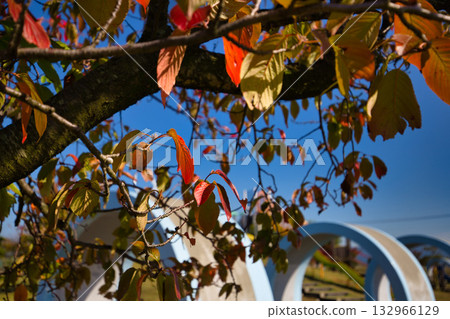 Yuri no Sato Park: Another Autumn 132966129