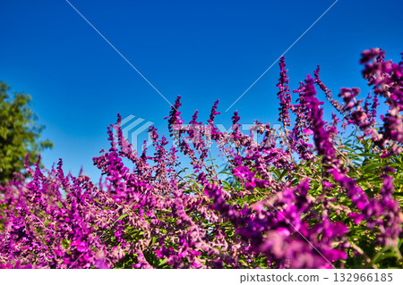 Yuri no Sato Park: Another Autumn Yuri no Sato Park: Another Autumn 132966185