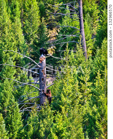 Two young black bear cubs climbing a dead tree snag in a dense pine forest. One cub is perched on top while the other climbs up, set in Yellowstone National Park, Wyoming 132966570