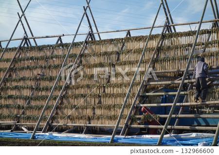 A view of a Daikon Yagura tower in Miyazaki Prefecture where radishes are dried in the sun A view of a Daikon Yagura tower in Miyazaki Prefecture where radishes are dried in the sun 132966600