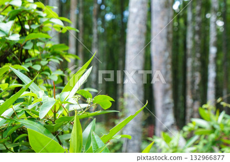 森林裡生長著樹木和鮮亮的綠葉。 森林裡生長著樹木和鮮亮的綠葉。 132966877