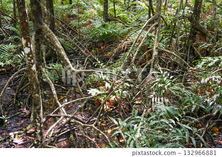 生長在森林中，根系發達的樹木的底部 132966881