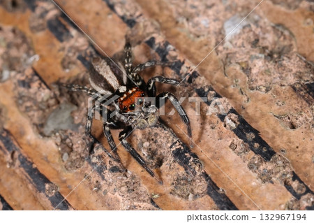 生物：蜘蛛，錯位跳蛛，攝於11月千葉縣某公園。這種蜘蛛通常在夏季出現，但這是否是全球暖化造成的呢？ 132967194