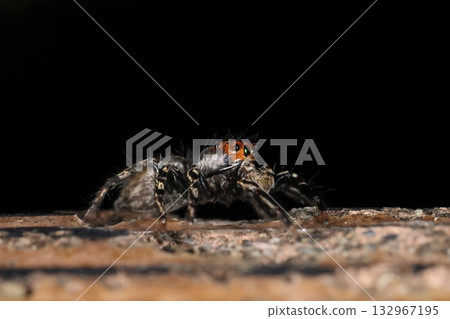 Creature Spider - A side shot that clearly shows the placement of the eyes 132967195