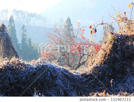 Abandoned farmland and remaining persimmons 132967215