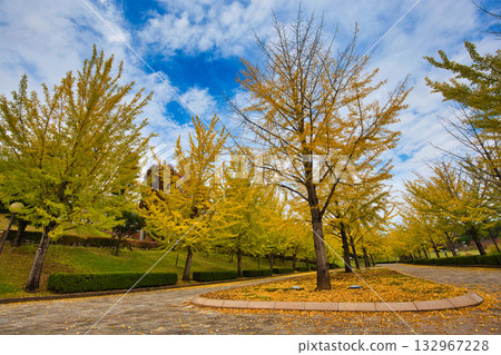 Ginkgo Tree Line - Autumn at Fukui Health Forest 132967228