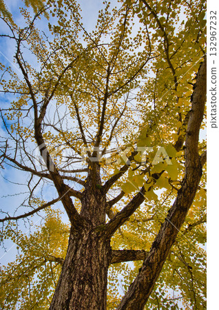 銀杏樹線-福井健康森林的秋日 銀杏樹線-福井健康森林的秋日 132967232