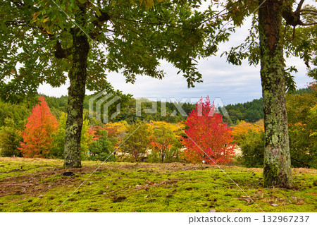 Ginkgo Tree Line - Autumn at Fukui Health Forest Ginkgo Tree Line - Autumn at Fukui Health Forest 132967237