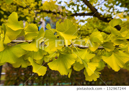 Ginkgo Tree Line - Autumn at Fukui Health Forest Ginkgo Tree Line - Autumn at Fukui Health Forest 132967244