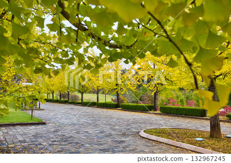 Ginkgo Tree Line - Autumn at Fukui Health Forest 132967245