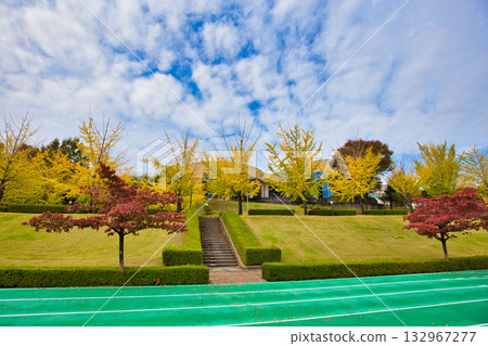 銀杏樹線-福井健康森林的秋日 銀杏樹線-福井健康森林的秋日 132967277