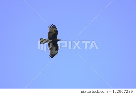 A dark-colored juvenile honey buzzard in flight 132967289
