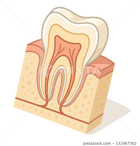 A diagram showing the cross-sectional structure of teeth and gums in an easy-to-understand way, an illustration of the internal structure of teeth and the mechanism of nerves, and an illustration of the dental pulp and enamel. 132967302