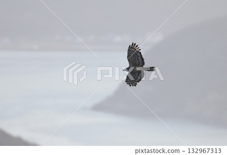 A male honey buzzard crossing the morning mist A male honey buzzard crossing the morning mist 132967313