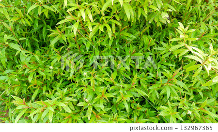 Prominent Wooden Utility Pole and Wires in Lush Green Tropical Valley Against Distant Rolling Hills 132967365