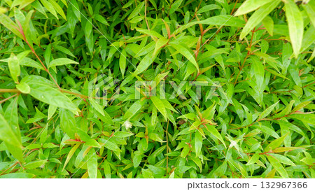 Low Angle View of Wooden Electric Pole Structure and Wires Extending Over Green Tropical Rolling 132967366