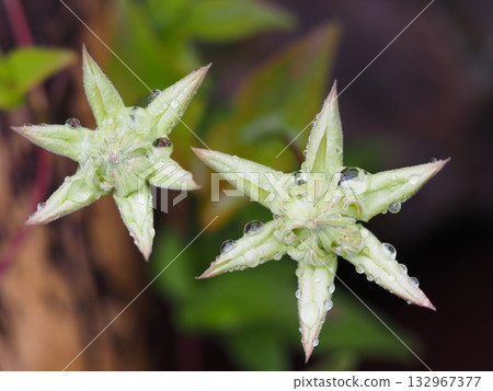 鐵線蓮 Shiramanju 花蕾 132967377