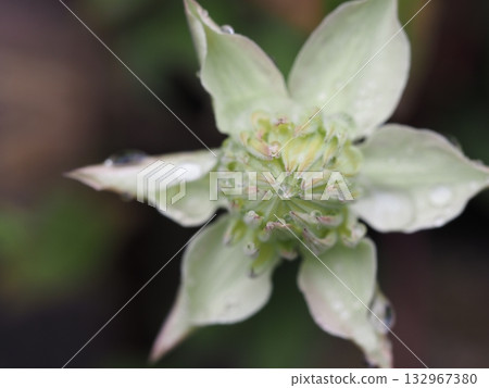 Clematis white pancake Clematis white pancake 132967380