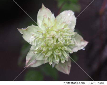 Clematis white pancake Clematis white pancake 132967381