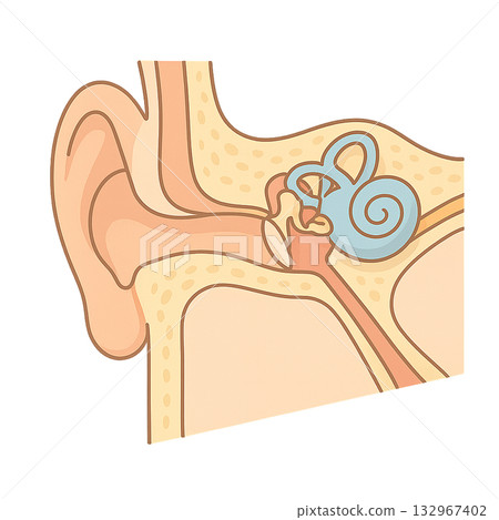 Cross-sectional diagrams that clearly show the structure of the ear, illustrations that explain the structure of the outer ear, middle ear, and inner ear, and the internal structure of the ear and hearing Cross-sectional diagrams that clearly show the structure of the ear, illustrations that explain the structure of the outer ear, middle ear, and inner ear, and the internal structure of the ear and hearing 132967402