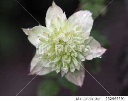 Clematis soaked in the rain, Shiramanju Clematis soaked in the rain, Shiramanju 132967591