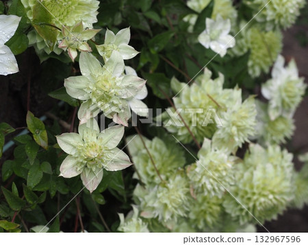 Clematis white pancake Clematis white pancake 132967596
