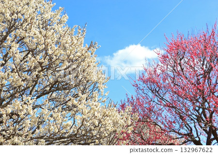 White and red plum blossoms in full bloom 132967622