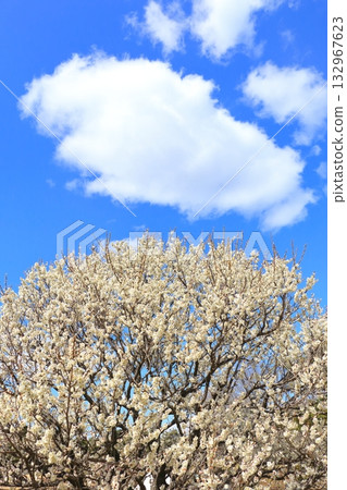 White plum blossoms in full bloom in early spring 132967623